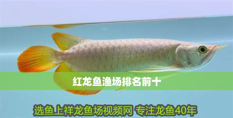 紅龍魚(yú)漁場(chǎng)排名前十