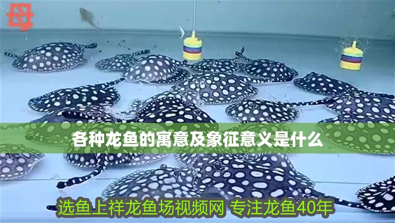 各種龍魚的寓意及象征意義是什么