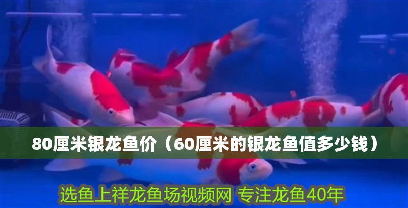 80厘米銀龍魚價（60厘米的銀龍魚值多少錢） 80厘米銀龍魚價（60厘米的銀龍魚值多少錢） 銀龍魚百科