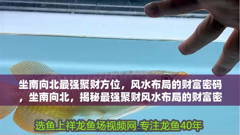 坐南向北最強(qiáng)聚財(cái)方位，風(fēng)水布局的財(cái)富密碼，坐南向北，揭秘最強(qiáng)聚財(cái)風(fēng)水布局的財(cái)富密碼 坐南向北最強(qiáng)聚財(cái)方位，風(fēng)水布局的財(cái)富密碼，坐南向北，揭秘最強(qiáng)聚財(cái)風(fēng)水布局的財(cái)富密碼 龍魚百科 第1張