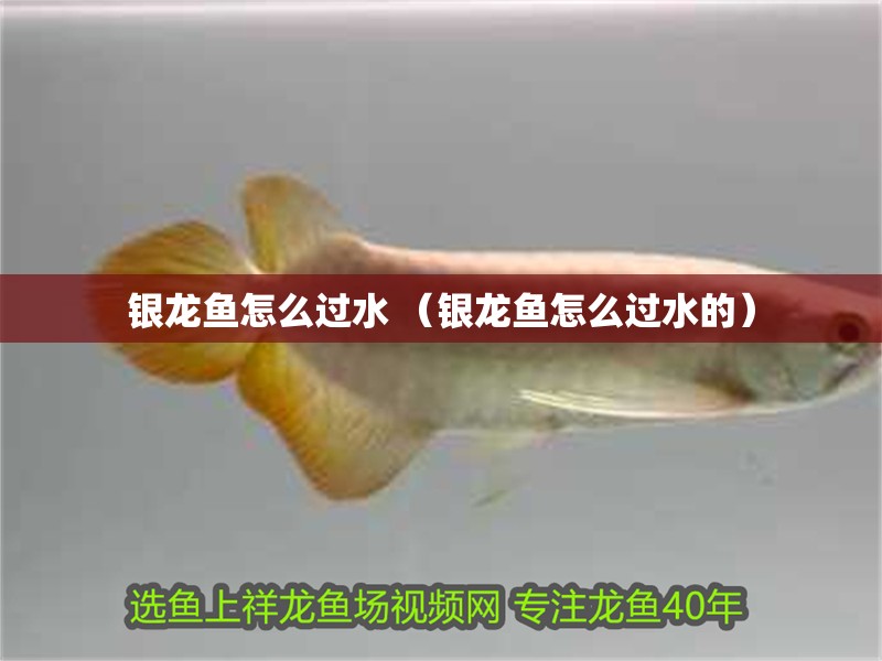 魚缸過濾器選購指南:自制魚缸過濾器魚缸上置過濾器對于養魚愛好者的必備知識 銀龍魚怎么過水 (銀龍魚怎么過水的) 銀龍魚百科 銀龍魚怎么過水 (銀龍魚怎么過水的) 銀龍魚怎么過水 (銀龍魚怎么過水的) 銀龍魚百科