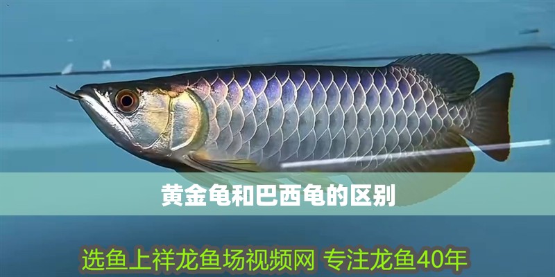 黃金龜和巴西龜的區別