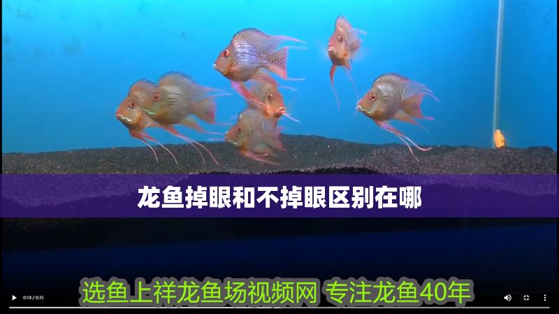 龍魚掉眼和不掉眼區(qū)別在哪