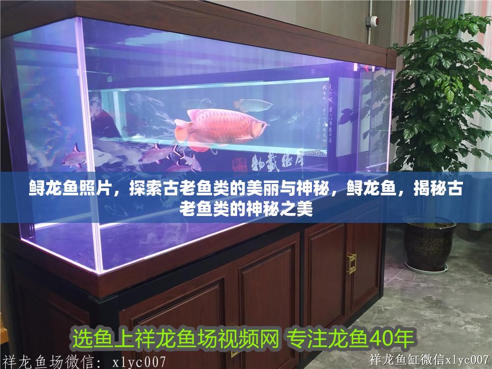 鱘龍魚照片，探索古老魚類的美麗與神秘，鱘龍魚，揭秘古老魚類的神秘之美
