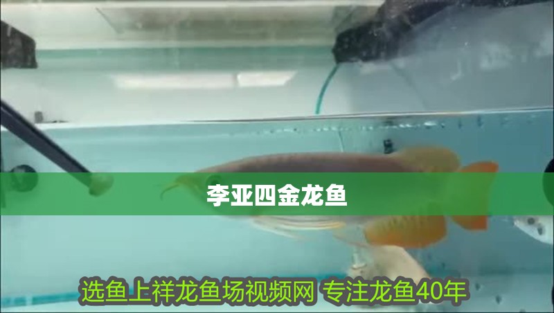 李亞四金龍魚