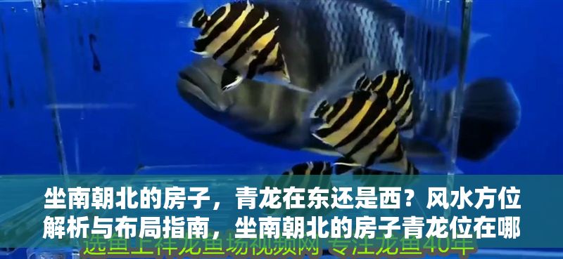 坐南朝北的房子，青龍在東還是西？風水方位解析與布局指南，坐南朝北的房子青龍位在哪？風水方位詳解與布局建議