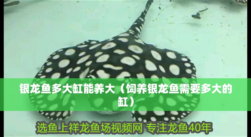 銀龍魚多大缸能養大（飼養銀龍魚需要多大的缸）