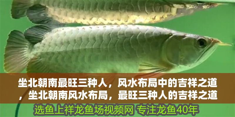 坐北朝南最旺三種人，風水布局中的吉祥之道，坐北朝南風水布局，最旺三種人的吉祥之道 坐北朝南最旺三種人，風水布局中的吉祥之道，坐北朝南風水布局，最旺三種人的吉祥之道 龍魚百科 第1張