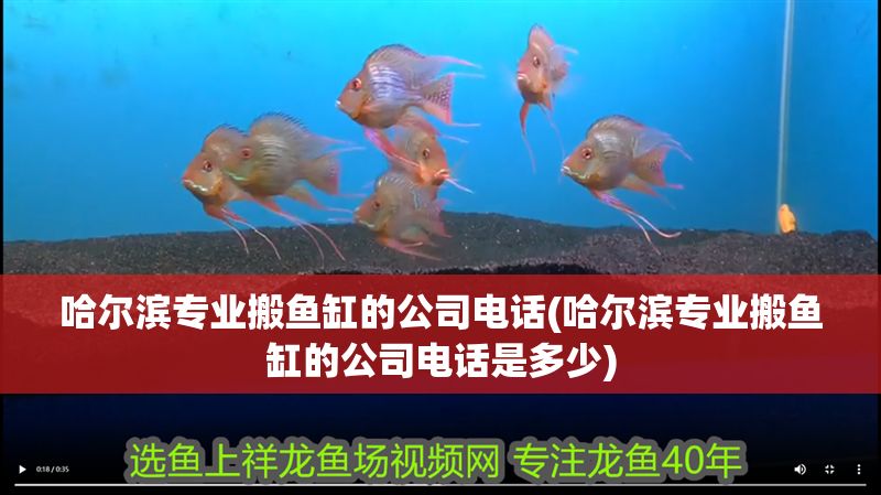 哈爾濱專業搬魚缸的公司電話(哈爾濱專業搬魚缸的公司電話是多少)