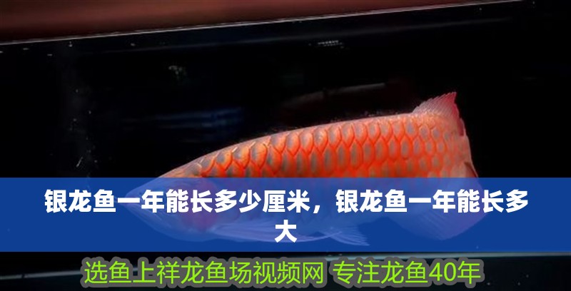 銀龍魚一年能長多少厘米，銀龍魚一年能長多大
