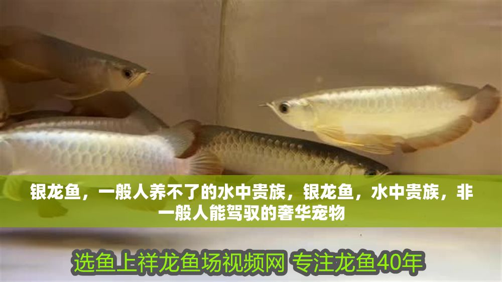 銀龍魚，一般人養不了的水中貴族，銀龍魚，水中貴族，非一般人能駕馭的奢華寵物