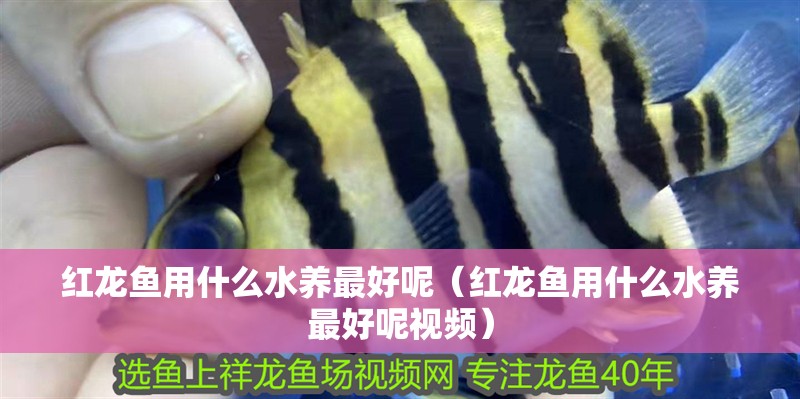 紅龍魚用什么水養最好呢（紅龍魚用什么水養最好呢視頻）