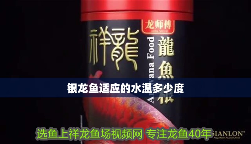 銀龍魚適應的水溫多少度