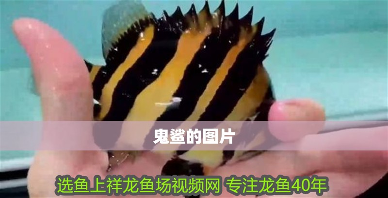 鬼鯊的圖片 鬼鯊的圖片 龍魚論壇