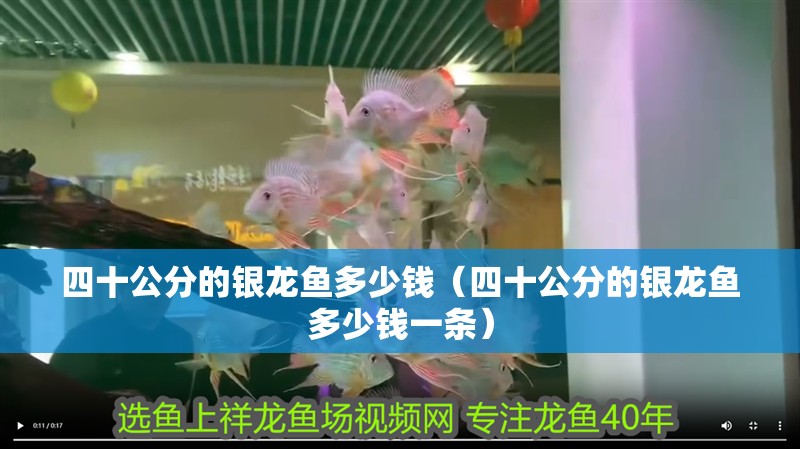 四十公分的銀龍魚多少錢（四十公分的銀龍魚多少錢一條）