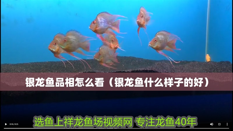銀龍魚品相怎么看（銀龍魚什么樣子的好）