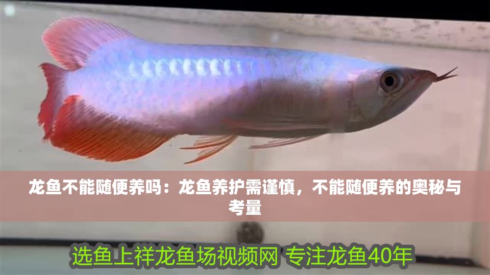 龍魚不能隨便養(yǎng)嗎：龍魚養(yǎng)護(hù)需謹(jǐn)慎，不能隨便養(yǎng)的奧秘與考量