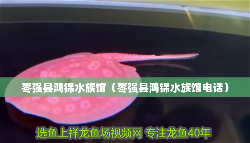棗強縣鴻錦水族館（棗強縣鴻錦水族館電話）