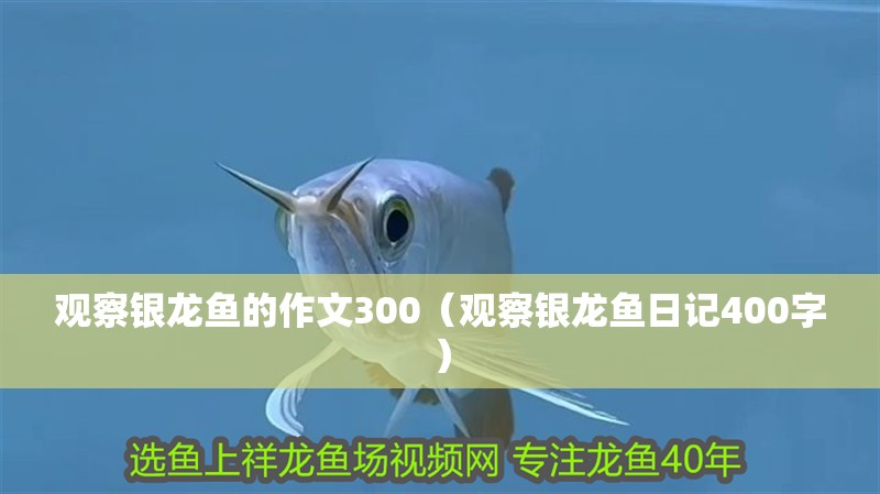 觀察銀龍魚的作文300（觀察銀龍魚日記400字）