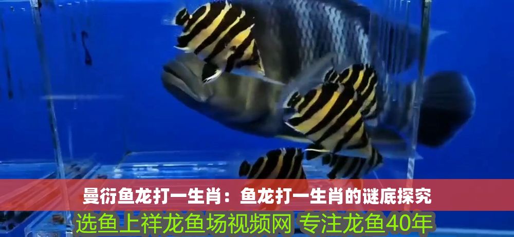 曼衍魚龍打一生肖：魚龍打一生肖的謎底探究 曼衍魚龍打一生肖：魚龍打一生肖的謎底探究 龍魚百科 第1張