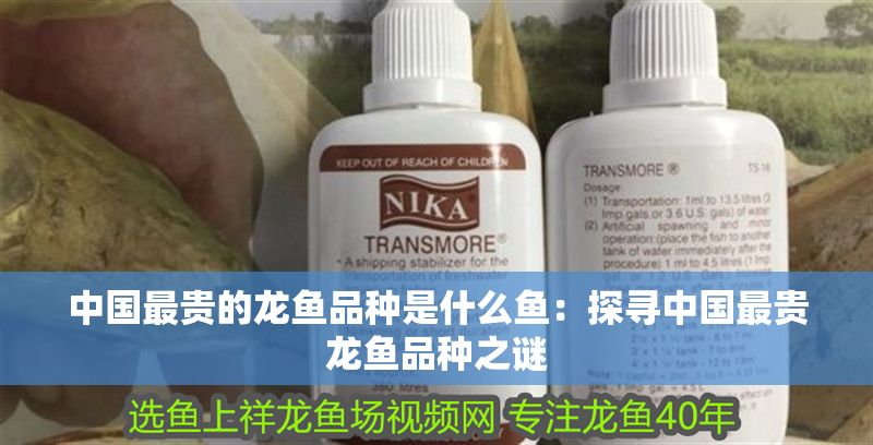 中國最貴的龍魚品種是什么魚：探尋中國最貴龍魚品種之謎