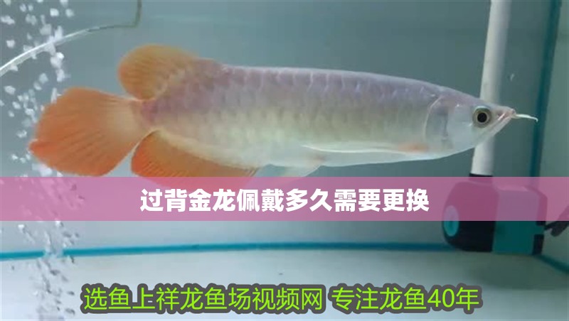 過背金龍佩戴多久需要更換
