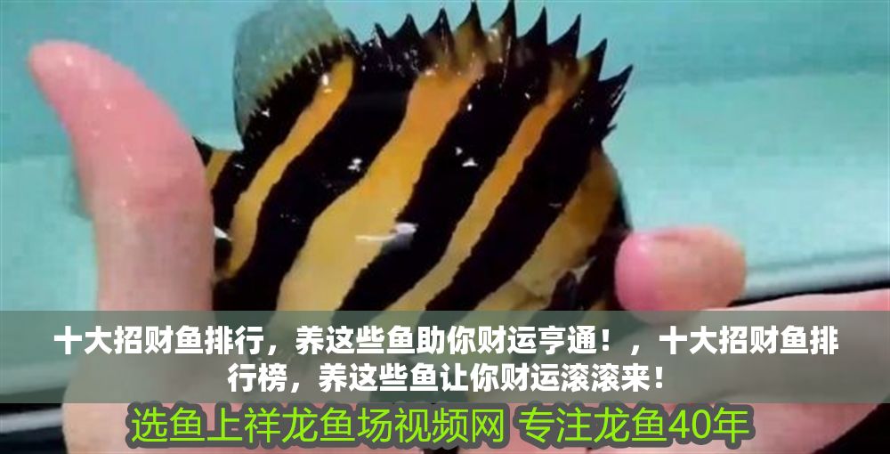 十大招財魚排行，養這些魚助你財運亨通！，十大招財魚排行榜，養這些魚讓你財運滾滾來！