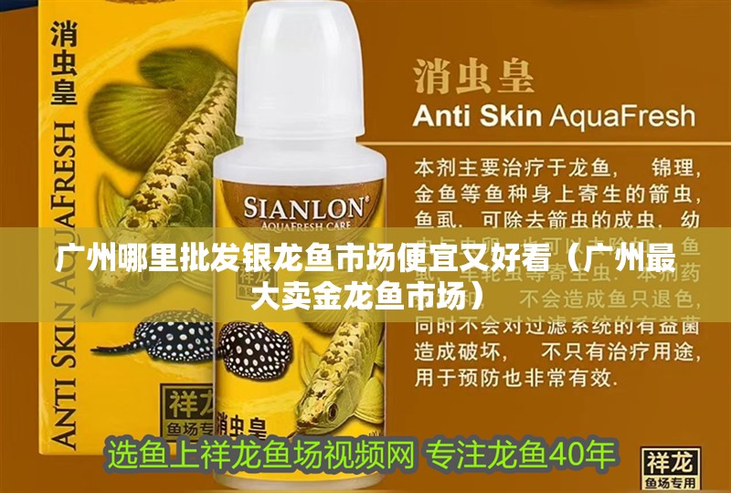 廣州哪里批發(fā)銀龍魚市場便宜又好看（廣州最大賣金龍魚市場）