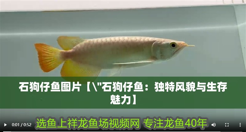 石狗仔魚圖片【\
