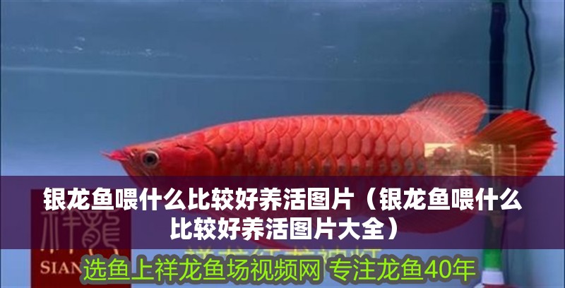 銀龍魚喂什么比較好養(yǎng)活圖片（銀龍魚喂什么比較好養(yǎng)活圖片大全）