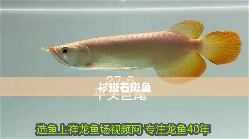 杉斑石斑魚