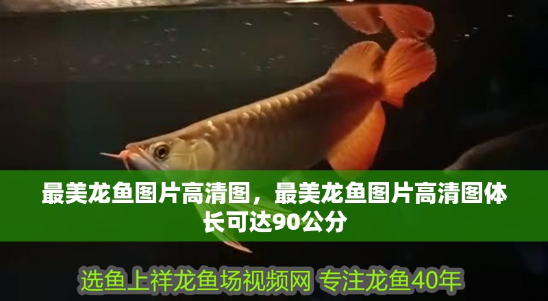 最美龍魚圖片高清圖，最美龍魚圖片高清圖體長可達(dá)90公分