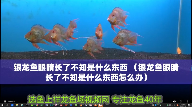 銀龍魚眼睛長了不知是什么東西 （銀龍魚眼睛長了不知是什么東西怎么辦）