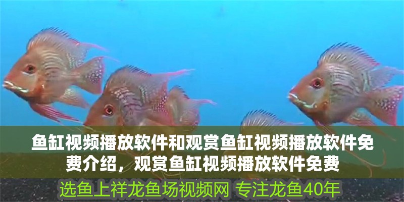 魚缸視頻播放軟件和觀賞魚缸視頻播放軟件免費介紹，觀賞魚缸視頻播放軟件免費