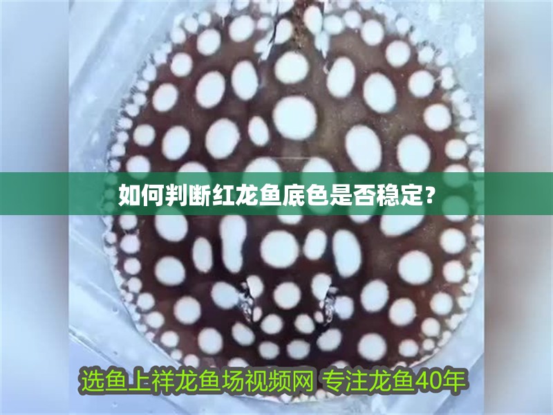如何判斷紅龍魚底色是否穩定？