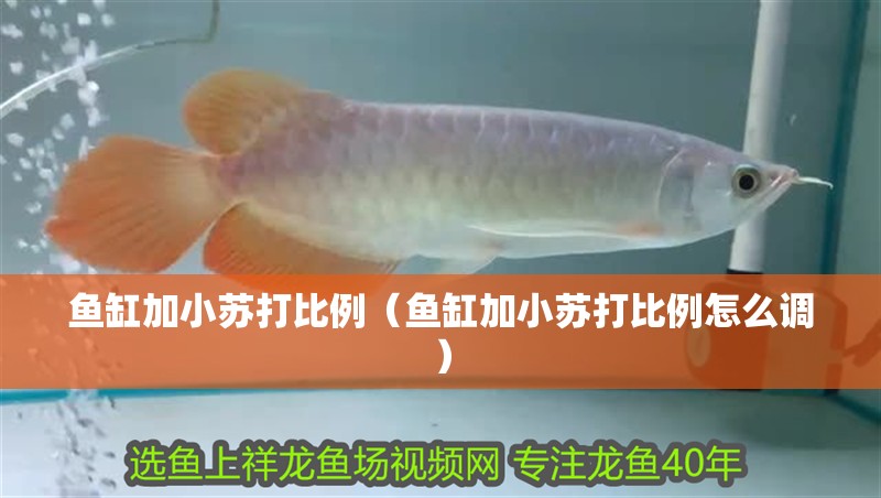 魚缸加小蘇打比例（魚缸加小蘇打比例怎么調）