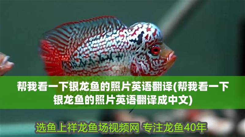 幫我看一下銀龍魚的照片英語翻譯(幫我看一下銀龍魚的照片英語翻譯成中文)