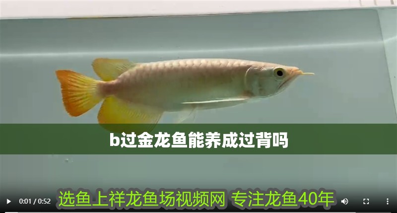 b過(guò)金龍魚能養(yǎng)成過(guò)背嗎