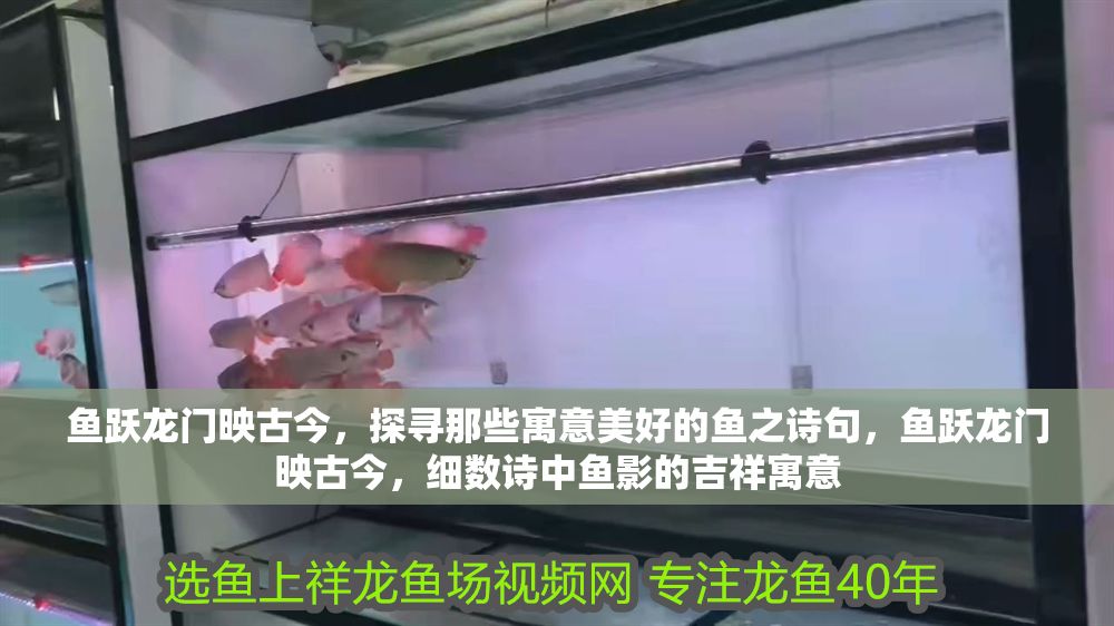 魚躍龍門映古今，探尋那些寓意美好的魚之詩句，魚躍龍門映古今，細數詩中魚影的吉祥寓意