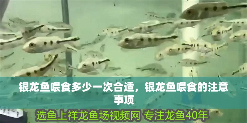 銀龍魚喂食多少一次合適，銀龍魚喂食的注意事項