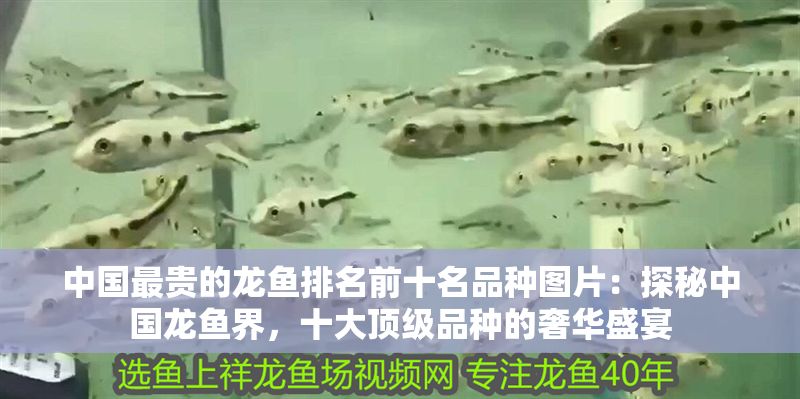中國最貴的龍魚排名前十名品種圖片：探秘中國龍魚界，十大頂級品種的奢華盛宴