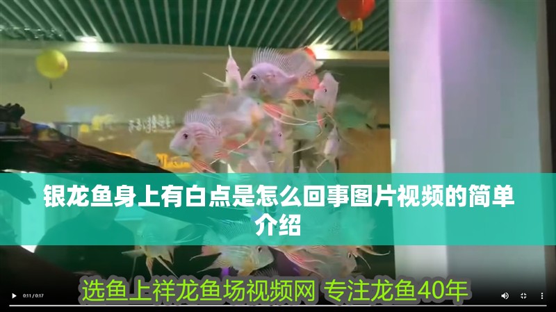 銀龍魚身上有白點是怎么回事圖片視頻的簡單介紹