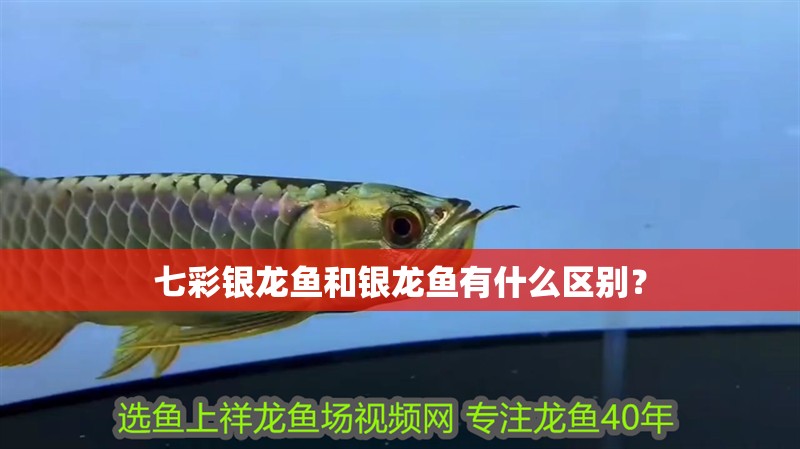 七彩銀龍魚和銀龍魚有什么區別？