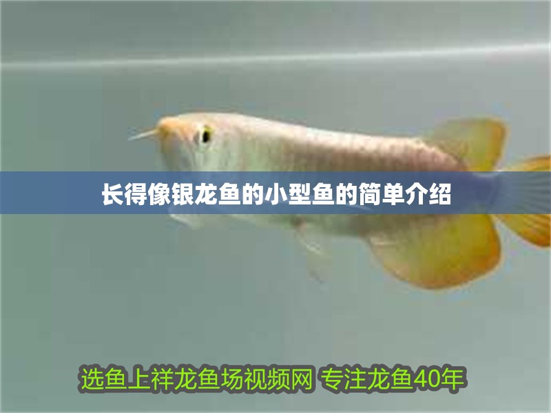 長得像銀龍魚的小型魚的簡單介紹