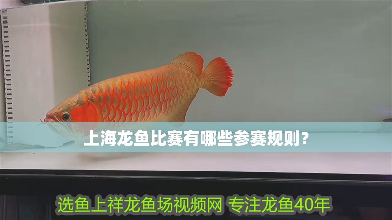 上海龍魚比賽有哪些參賽規則？