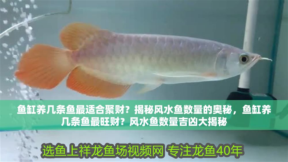 魚缸養幾條魚最適合聚財？揭秘風水魚數量的奧秘，魚缸養幾條魚最旺財？風水魚數量吉兇大揭秘