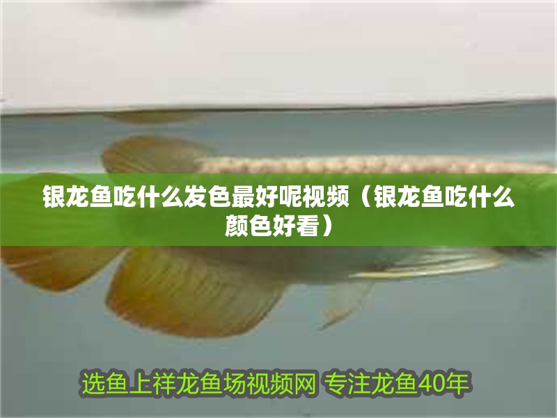 銀龍魚吃什么發色最好呢視頻（銀龍魚吃什么顏色好看）