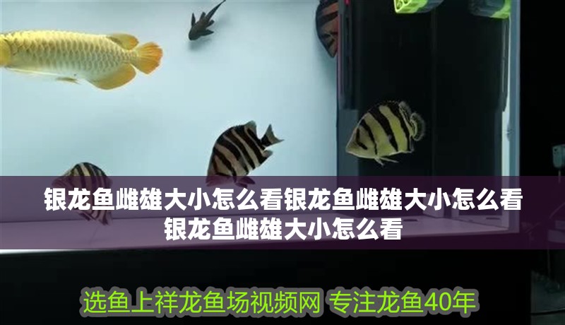 銀龍魚雌雄大小怎么看銀龍魚雌雄大小怎么看銀龍魚雌雄大小怎么看 銀龍魚雌雄大小怎么看銀龍魚雌雄大小怎么看銀龍魚雌雄大小怎么看 銀龍魚百科