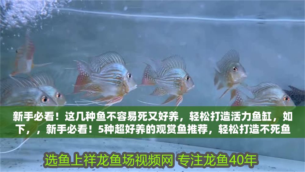 新手必看！這幾種魚不容易死又好養，輕松打造活力魚缸，如下，，新手必看！5種超好養的觀賞魚推薦，輕松打造不死魚缸，中的5種為示例，實際數量可根據您具體介紹的魚類調整） 新手必看！這幾種魚不容易死又好養，輕松打造活力魚缸，如下，，新手必看！5種超好養的觀賞魚推薦，輕松打造不死魚缸，中的5種為示例，實際數量可根據您具體介紹的魚類調整） 龍魚百科 第1張