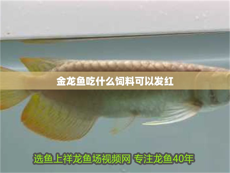 金龍魚吃什么飼料可以發紅